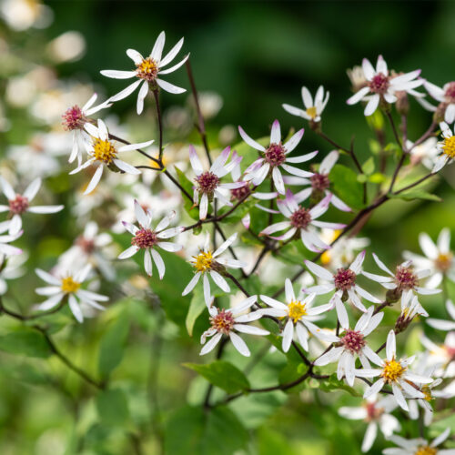 White wood aster Aster Beth Chatto.