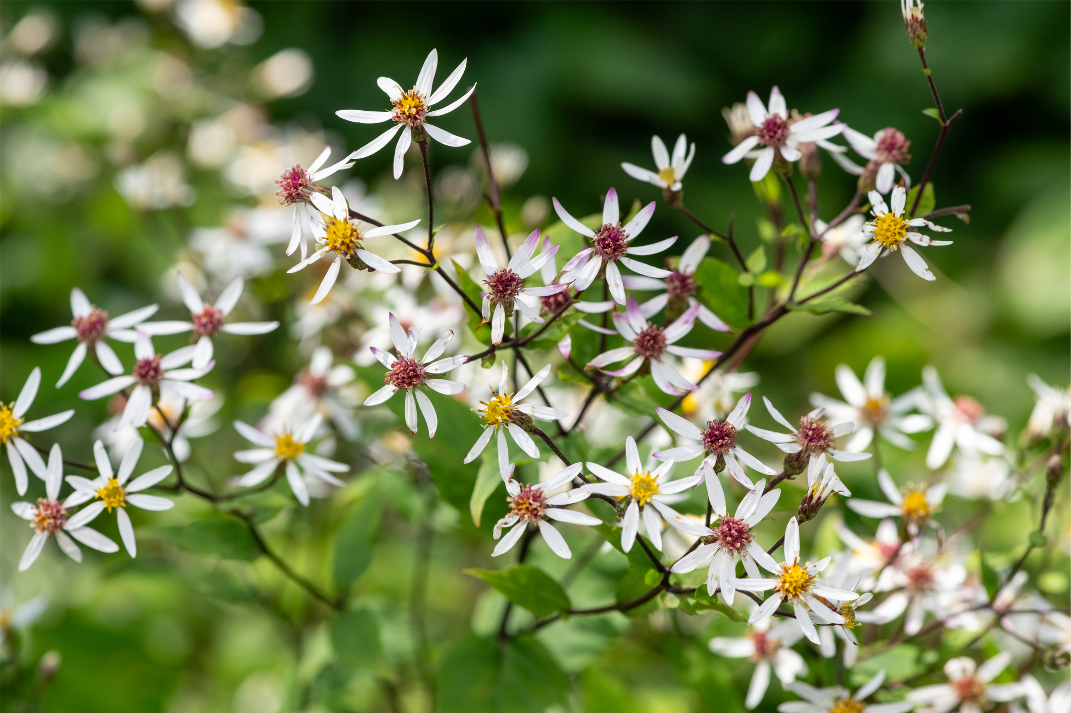 White wood aster Aster Beth Chatto.