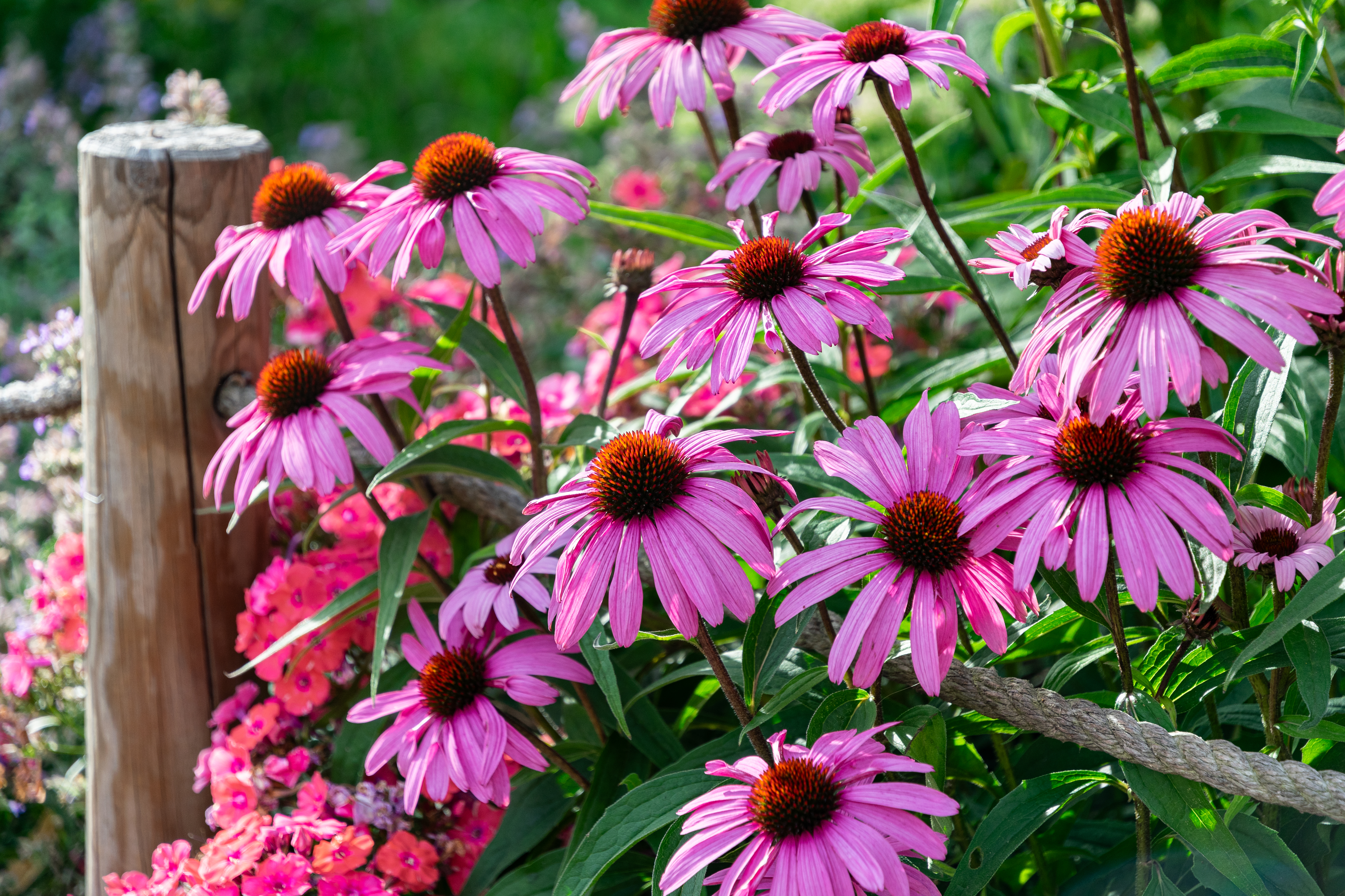 Organic Herb Echinacea purpurea Seeds