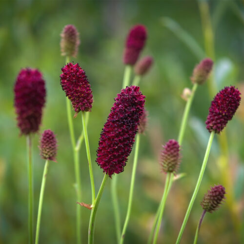 Sanguisorba Midnight Child