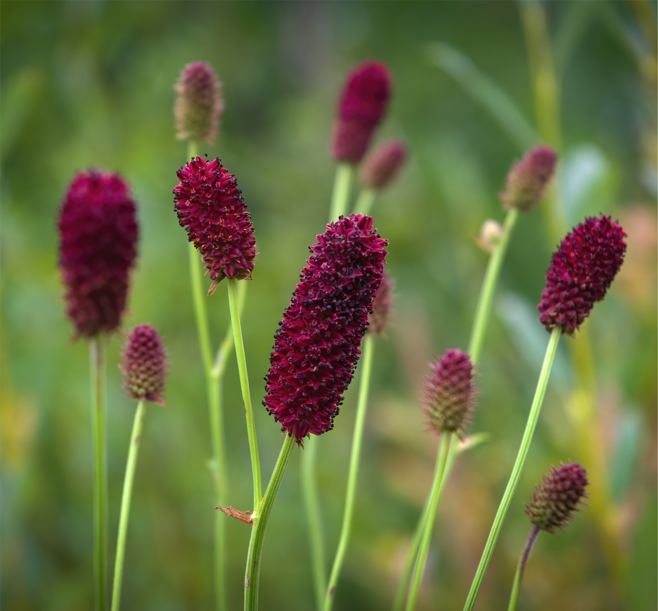 Sanguisorba Midnight Child