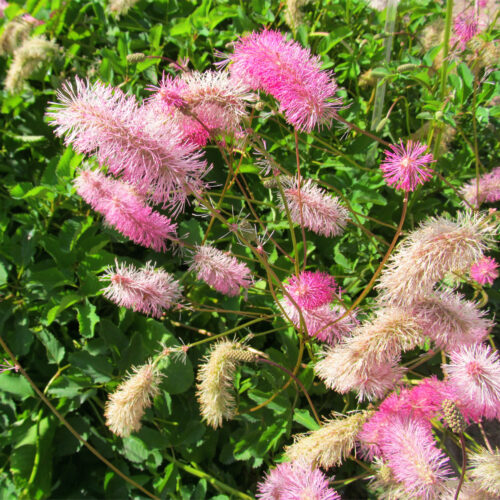 Sanguisorba 'Strawberry Frost'