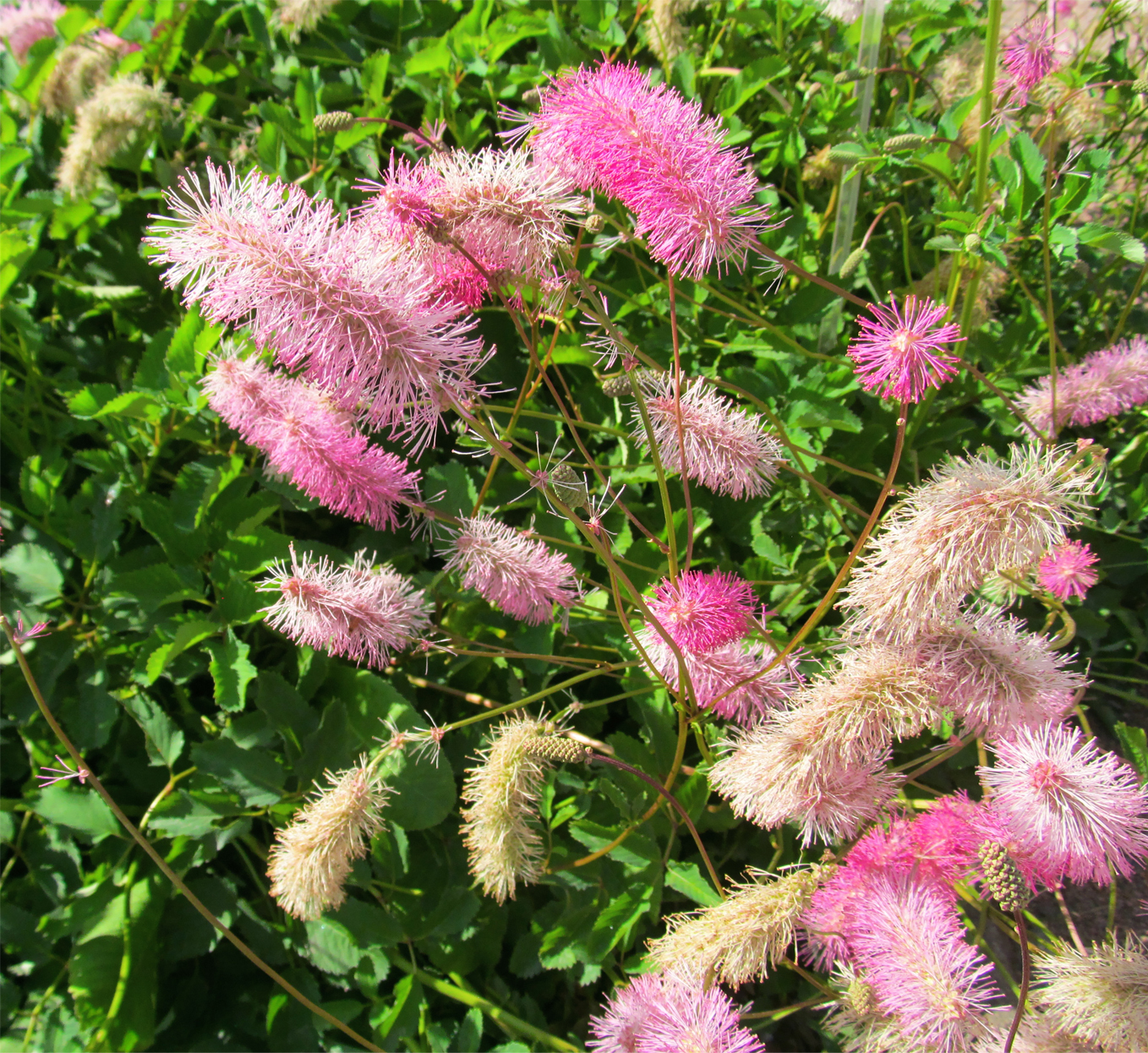 Sanguisorba 'Strawberry Frost'
