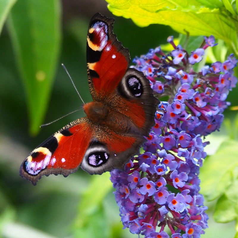 Butterfly - Organic Gardening