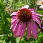 Organic Echinacea bare roots