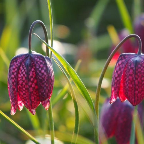 Organic Fritillaria meleagris - Organic Snake's Head Fritillary