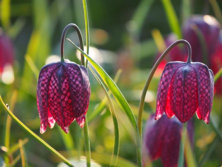 Organic Fritillaria meleagris - Organic Snake's Head Fritillary