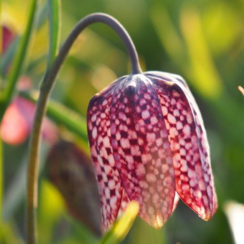 Organic Fritillaria meleagris - Organic Snake's Head Fritillary