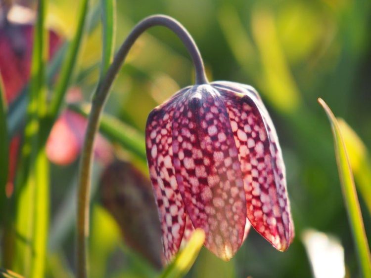 Organic Fritillaria meleagris - Organic Snake's Head Fritillary