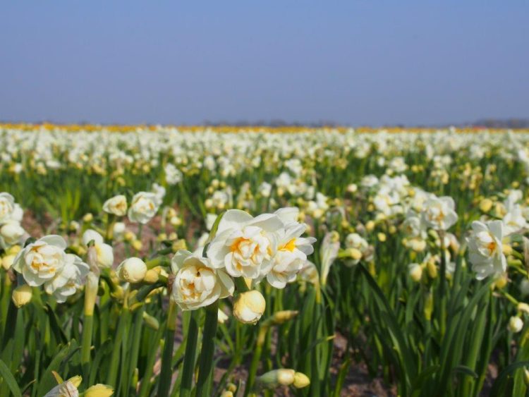 Organic Narcissus Bridal Crown