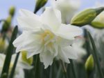 Organic Narcissus Calgary