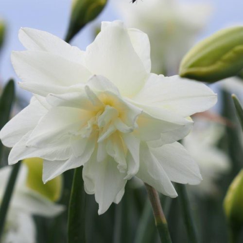 Organic Narcissus Calgary