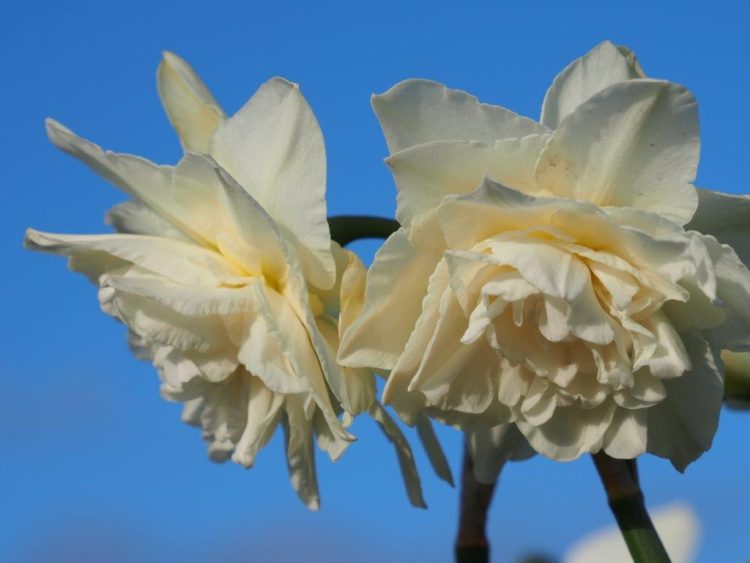 Organic Narcissus Calgary