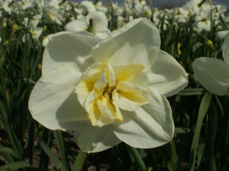 Organic Narcissus Papillon blanc