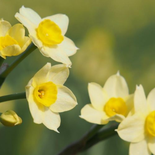 Organic Narcissus Sundisc