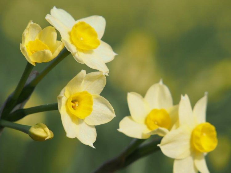Organic Narcissus Sundisc