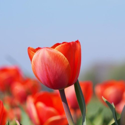 Organic Tulipa Ad Rem