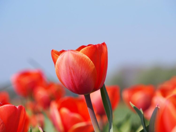 Organic Tulipa Ad Rem