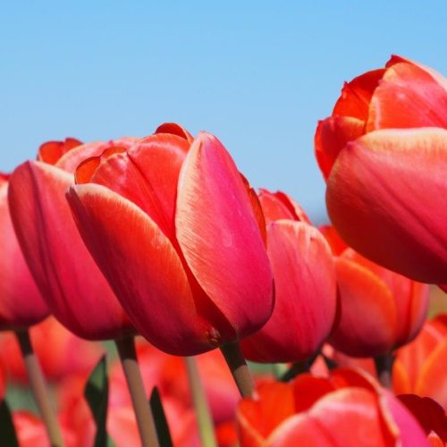 Organic Tulipa Ad Rem