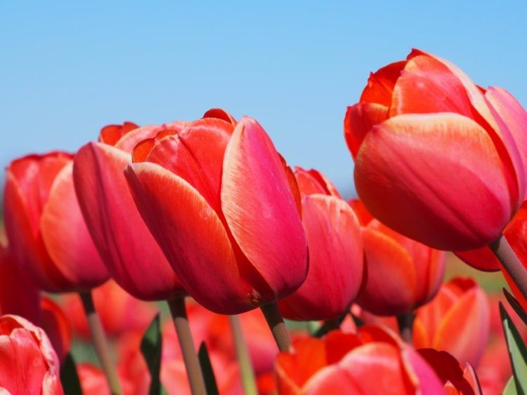 Organic Tulipa Ad Rem