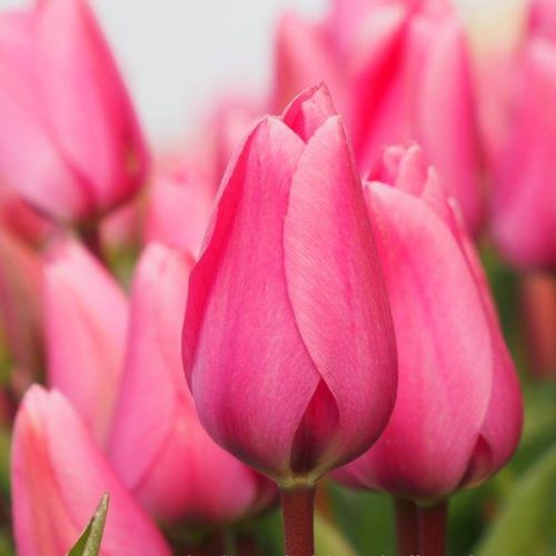 Organic Tulipa Big Love