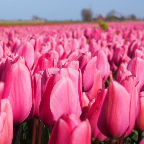 Organic Tulipa Big Love