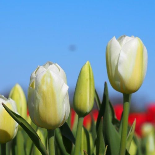 Organic Tulip Catharina