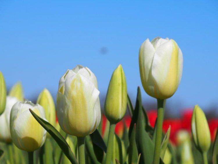 Organic Tulip Catharina