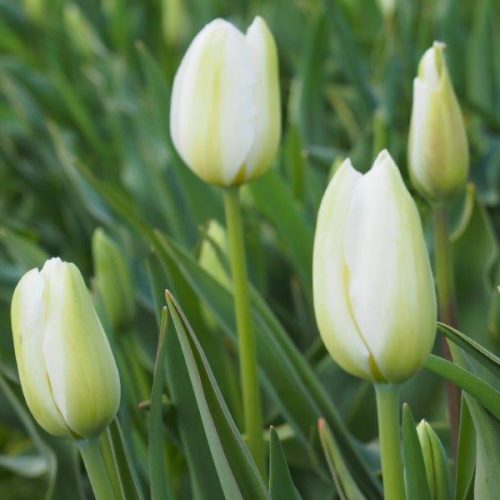 Organic Tulip 'Royal Virgin'