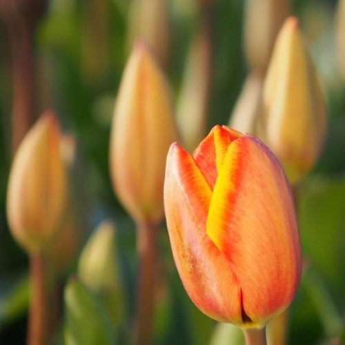 Organic Tulips