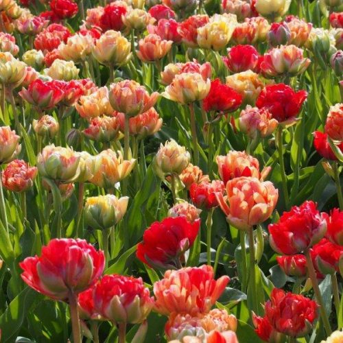 Organic Tulipa Gudoshnik Double