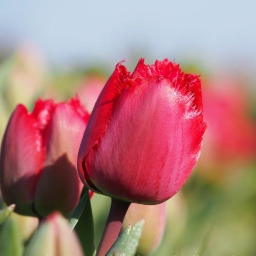 Organic Tulip Masterpeace