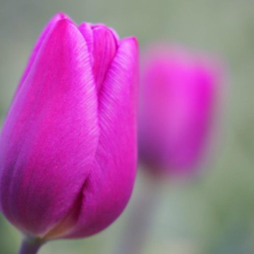 Organic Tulip 'Purple Prince'