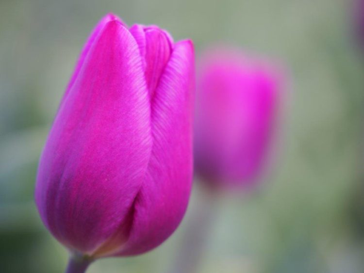 Organic Tulip 'Purple Prince'