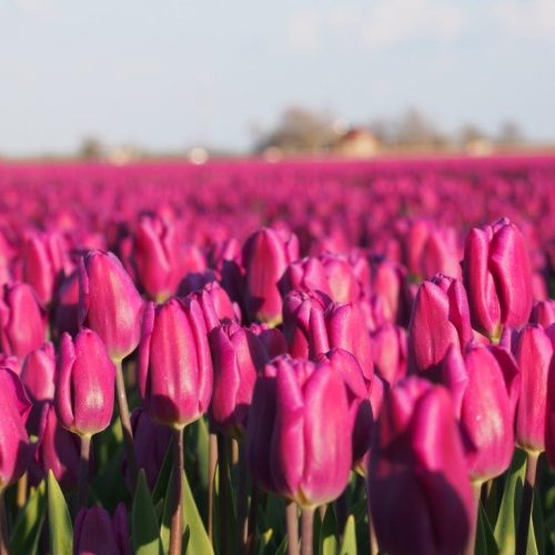 Organic Tulip Purple flag