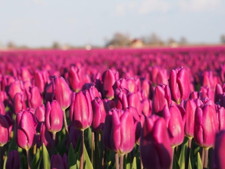 Organic Tulip Purple flag