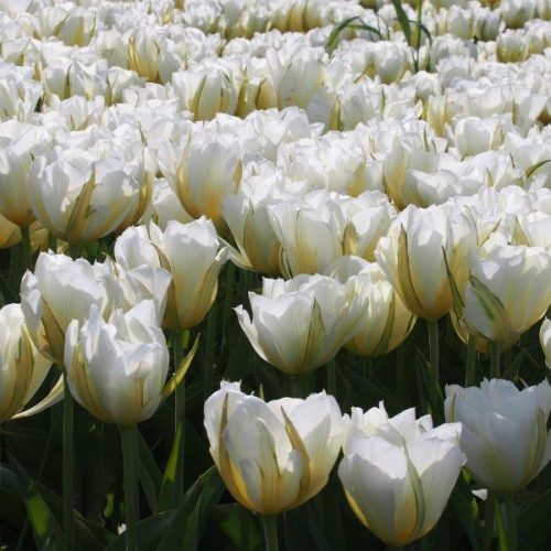 Organic Tulip White Valley / Exotic Emperor