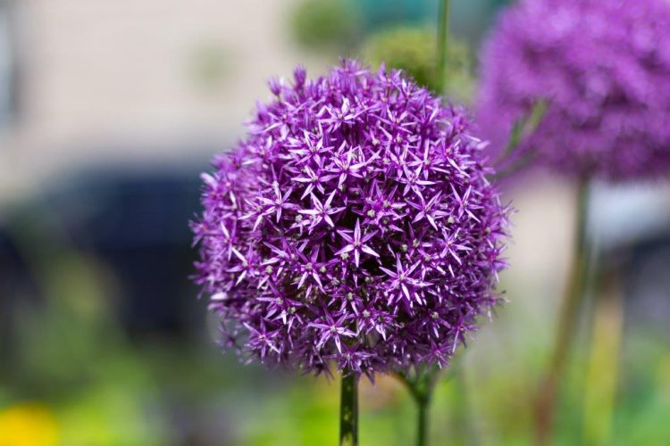 Organic Allium Purple Sensation