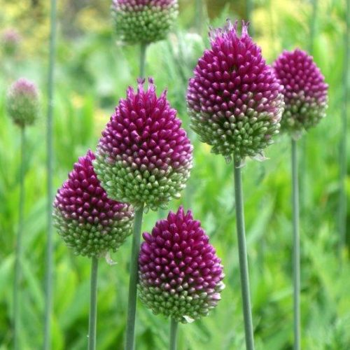 Organic Allium Sphaerocephalon