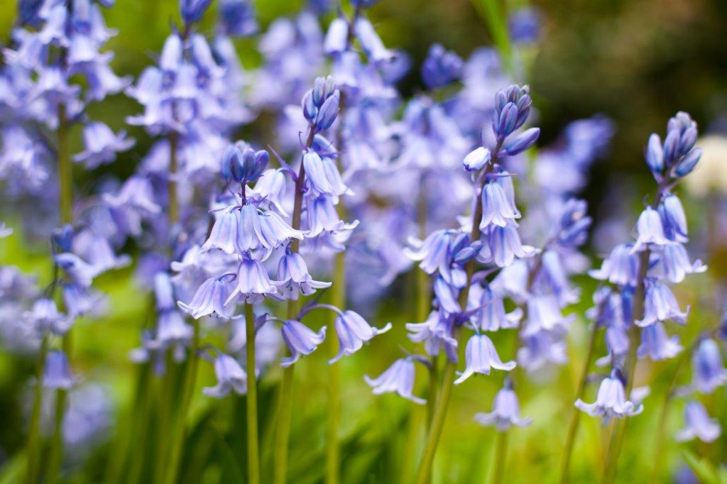 Organic Hyacinth hyspanica blue