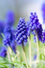 Organic Muscari armeniacum