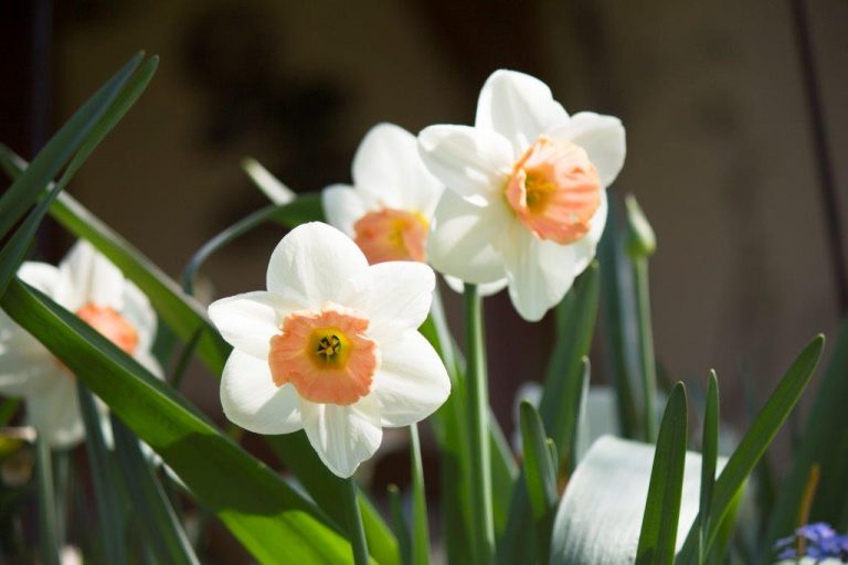 Organic Narcissus Accent