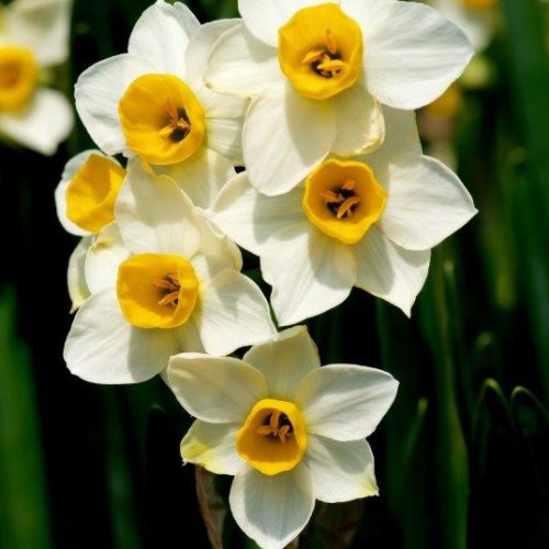 Organic Narcissus Minnow
