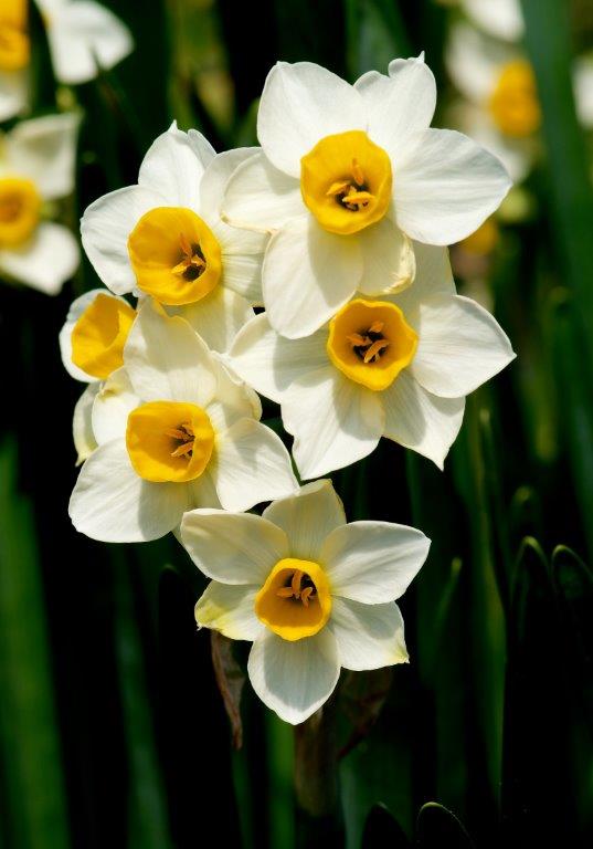 Organic Narcissus Minnow
