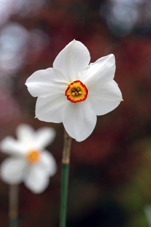 Organic Narcissus Recurvus