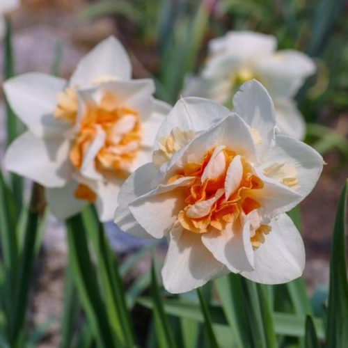 Organic Narcissus Replete