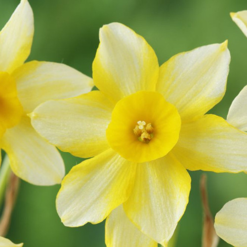 Organic Narcissus New baby