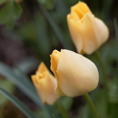 Organic Tulipa Batalinii Bronze Charm