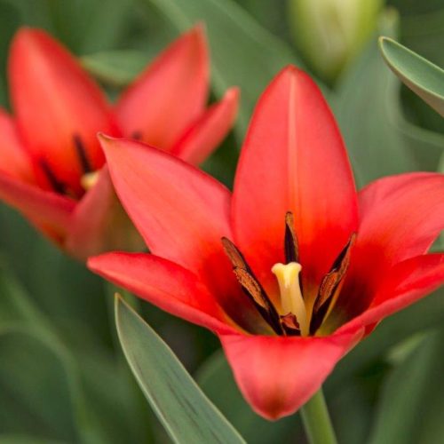 Organic Tulipa Linifolia