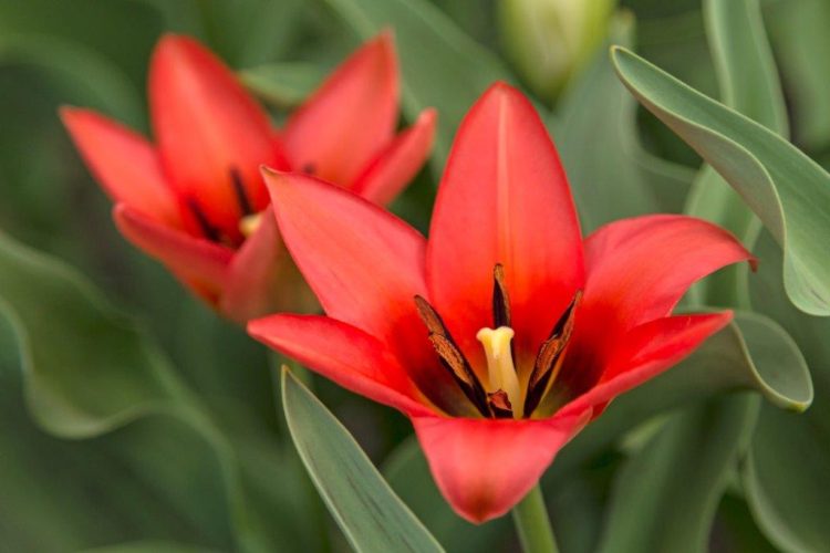 Organic Tulipa Linifolia